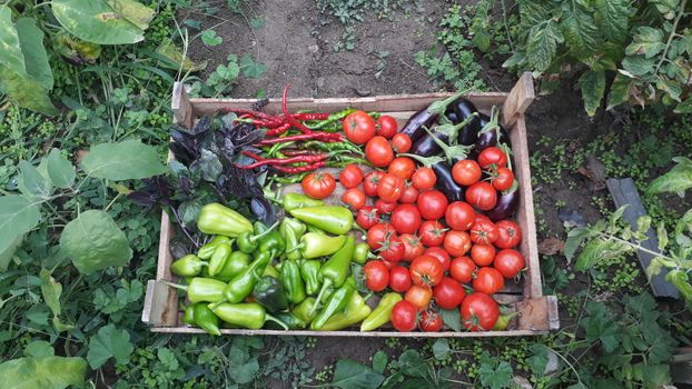 A vibrant assortment of freshly harvested organic vegetables in a wooden crate outdoors.