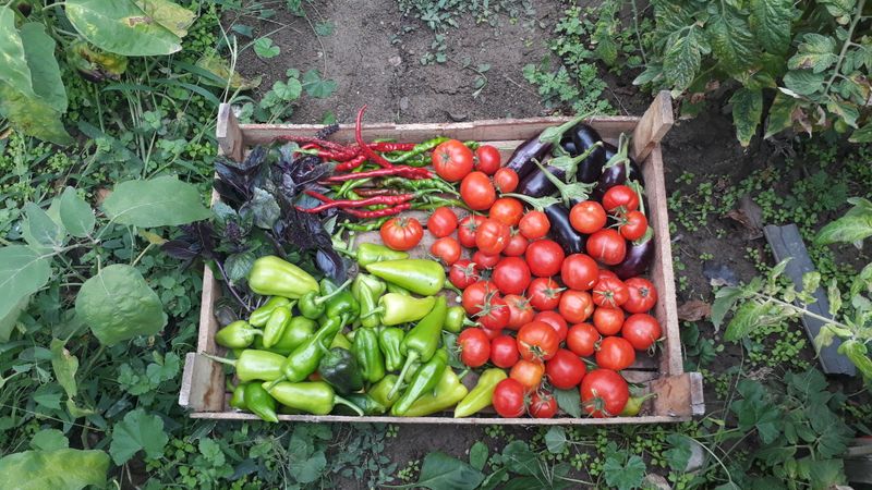 A vibrant assortment of freshly harvested organic vegetables in a wooden crate outdoors.