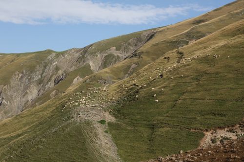 Free Sheep grazing on verdant mountain slopes under a clear blue sky. Stock Photo