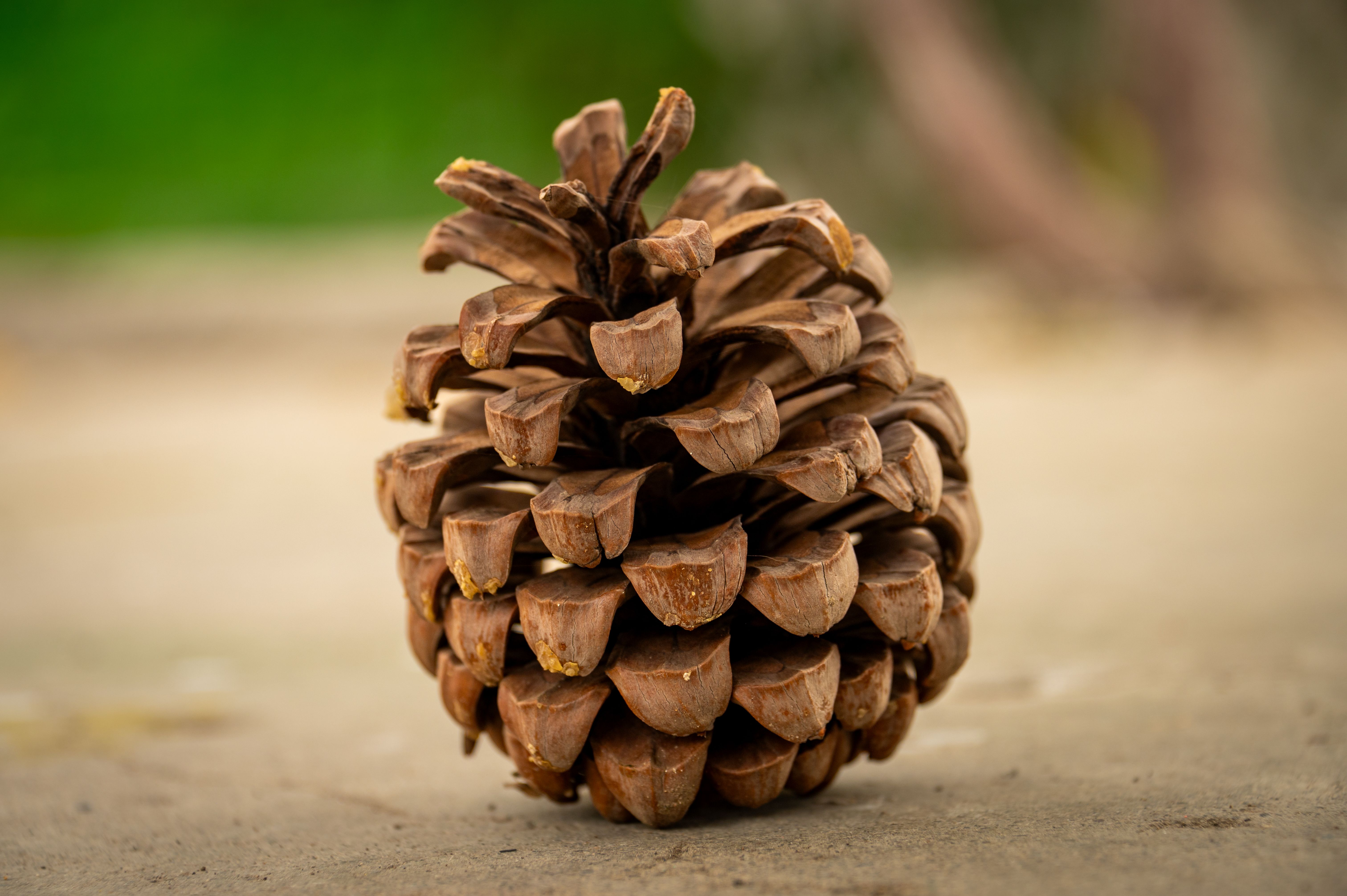 Natural Real Life Objects Photos Photos, Download The BEST Free Natural ...