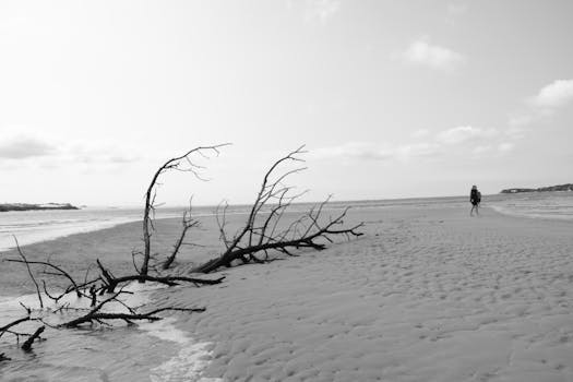 Black and white photo of a quiet beach scene with a fallen tree and a solitary figure.