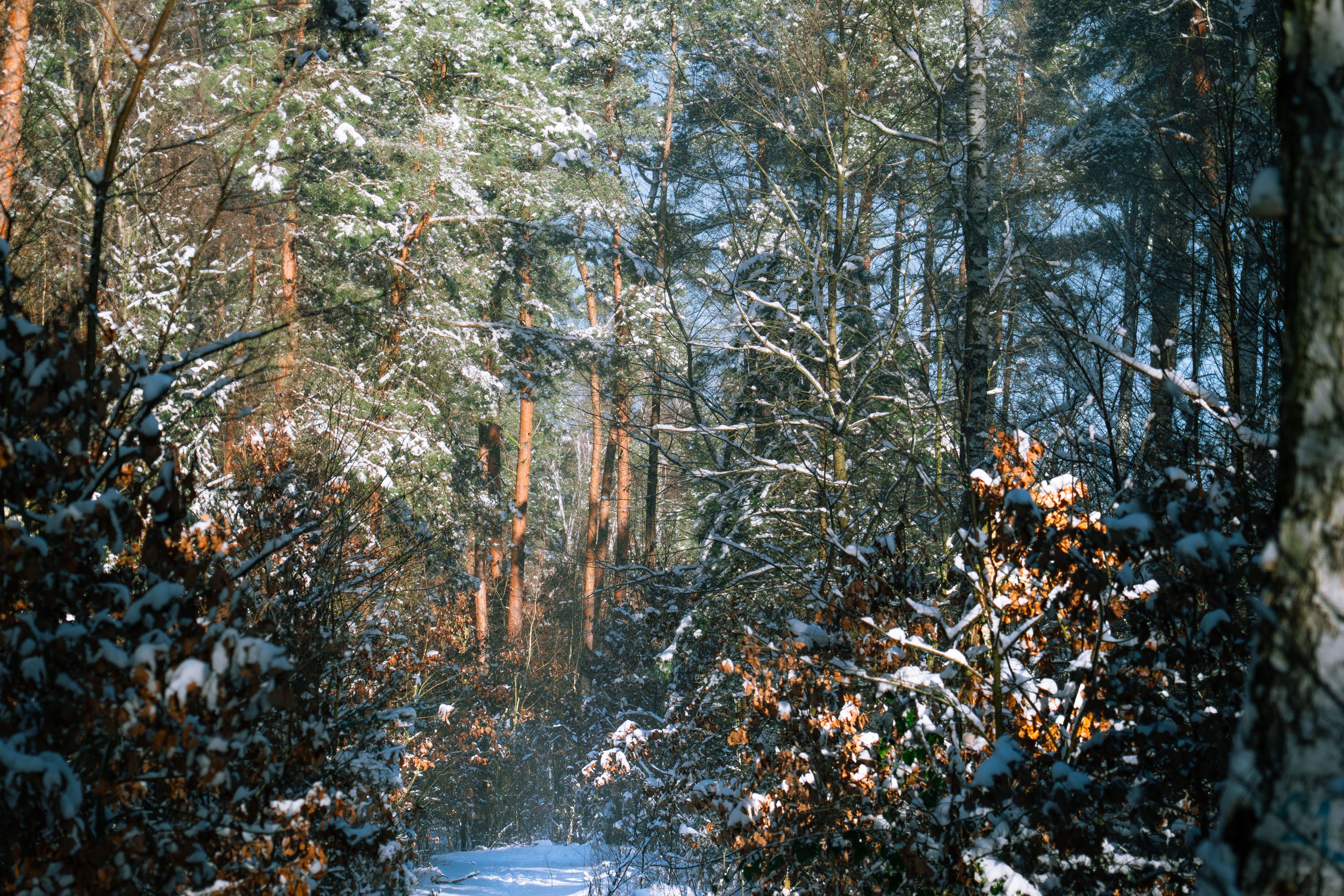 Serene Winter Forest Path with Snowy Trees · Free Stock Photo