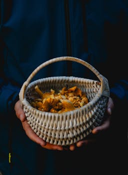A person holds a basket of freshly foraged chanterelle mushrooms against a dark background.