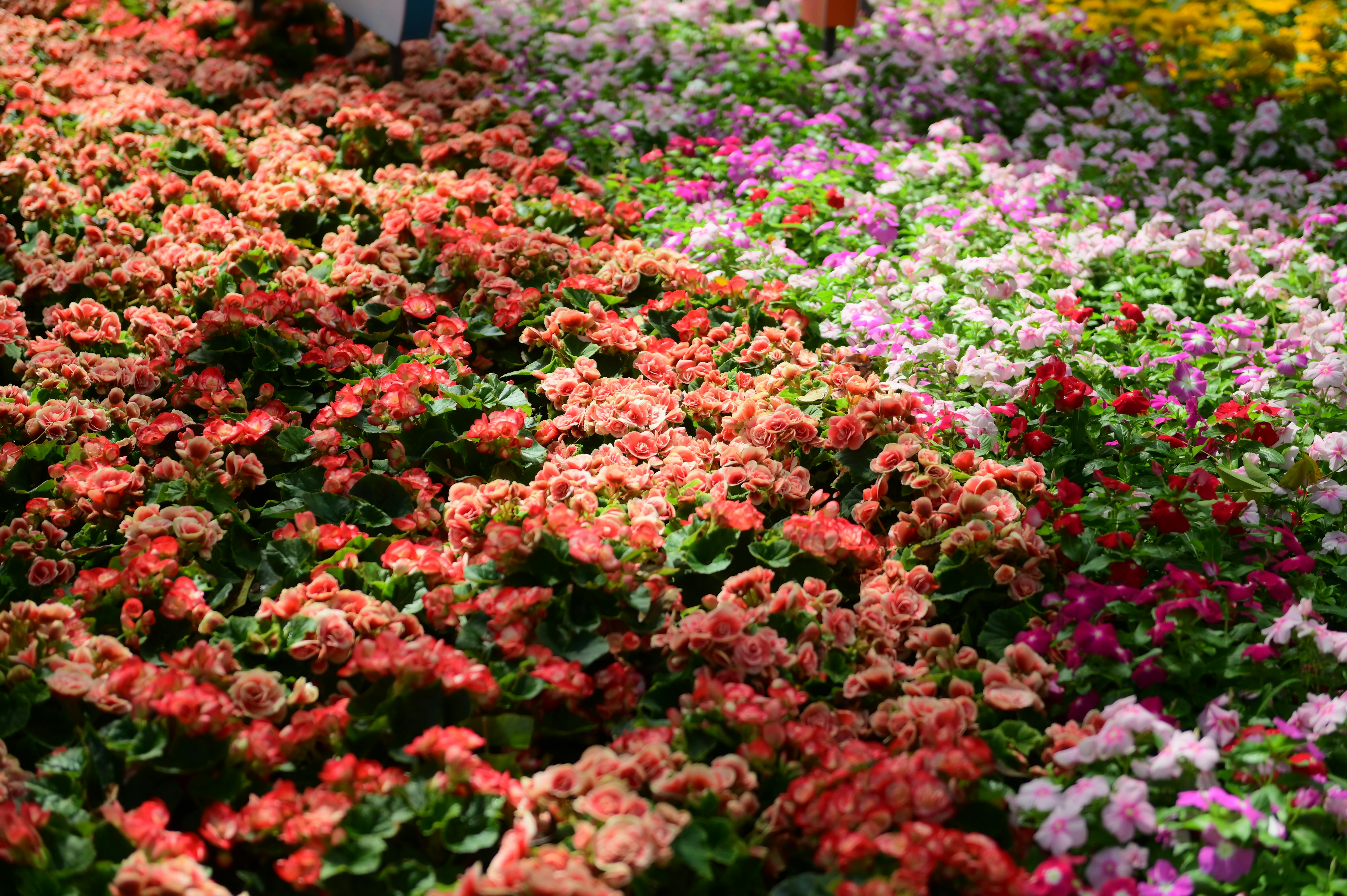 [ColoSach]-a-lush-garden-brimming-with-vibrant-flowers-in-full-bloom,-showcasing-nature's-beauty.