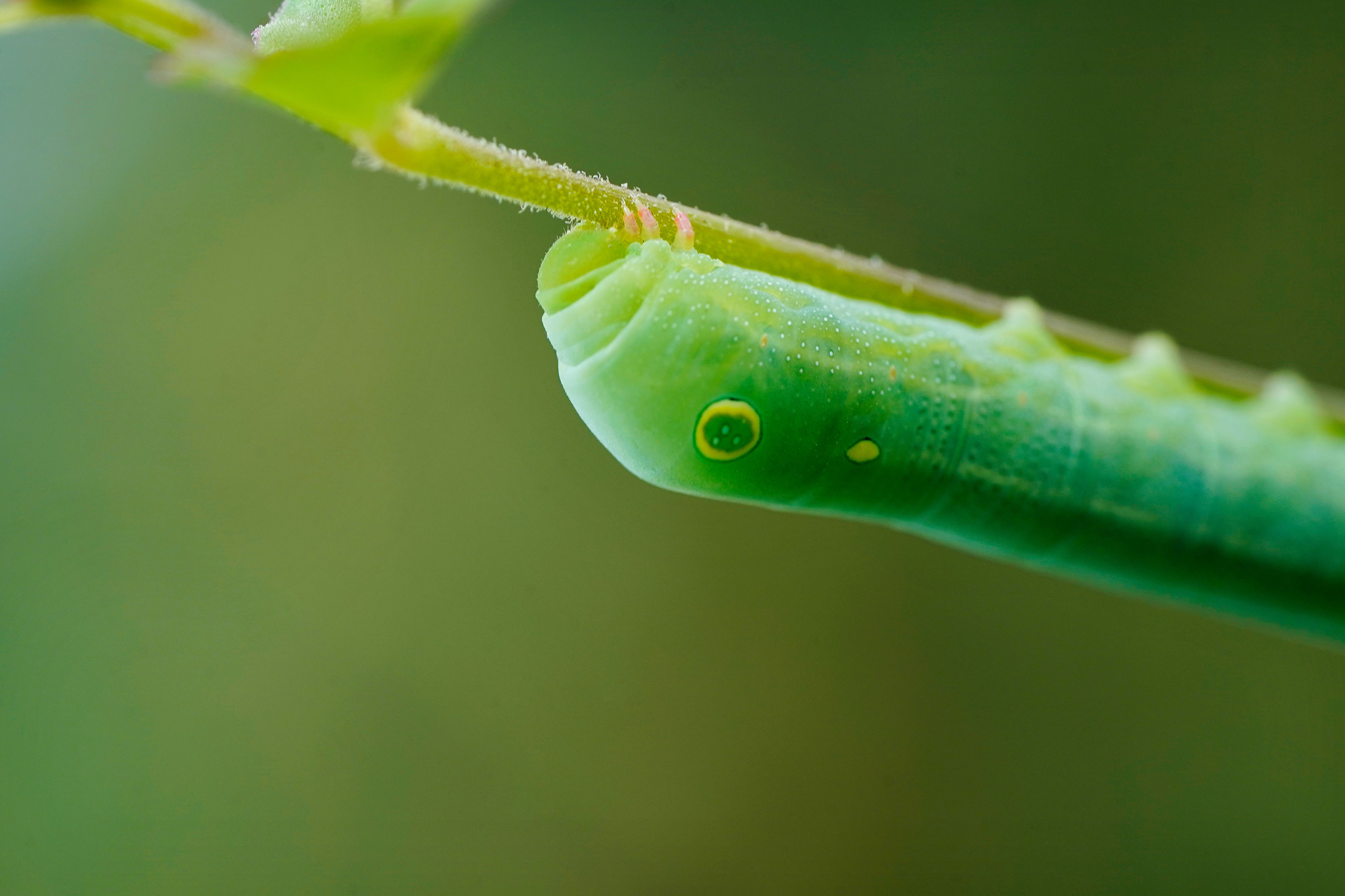 Close-up Macro of Green Caterpillar on Leaf · Free Stock Photo