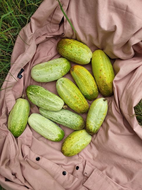 A pile of short, slender, thin-skinned Iranian cucumbers with a few sliced open to show the small seed cavity.