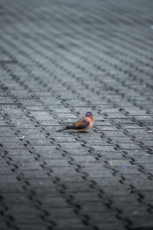 Free A solitary Laughing Dove rests on a patterned paved street in Abuja. Stock Photo