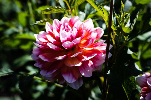 Free Bright pink dahlia flower in full bloom surrounded by lush green foliage on a sunny day. Stock Photo