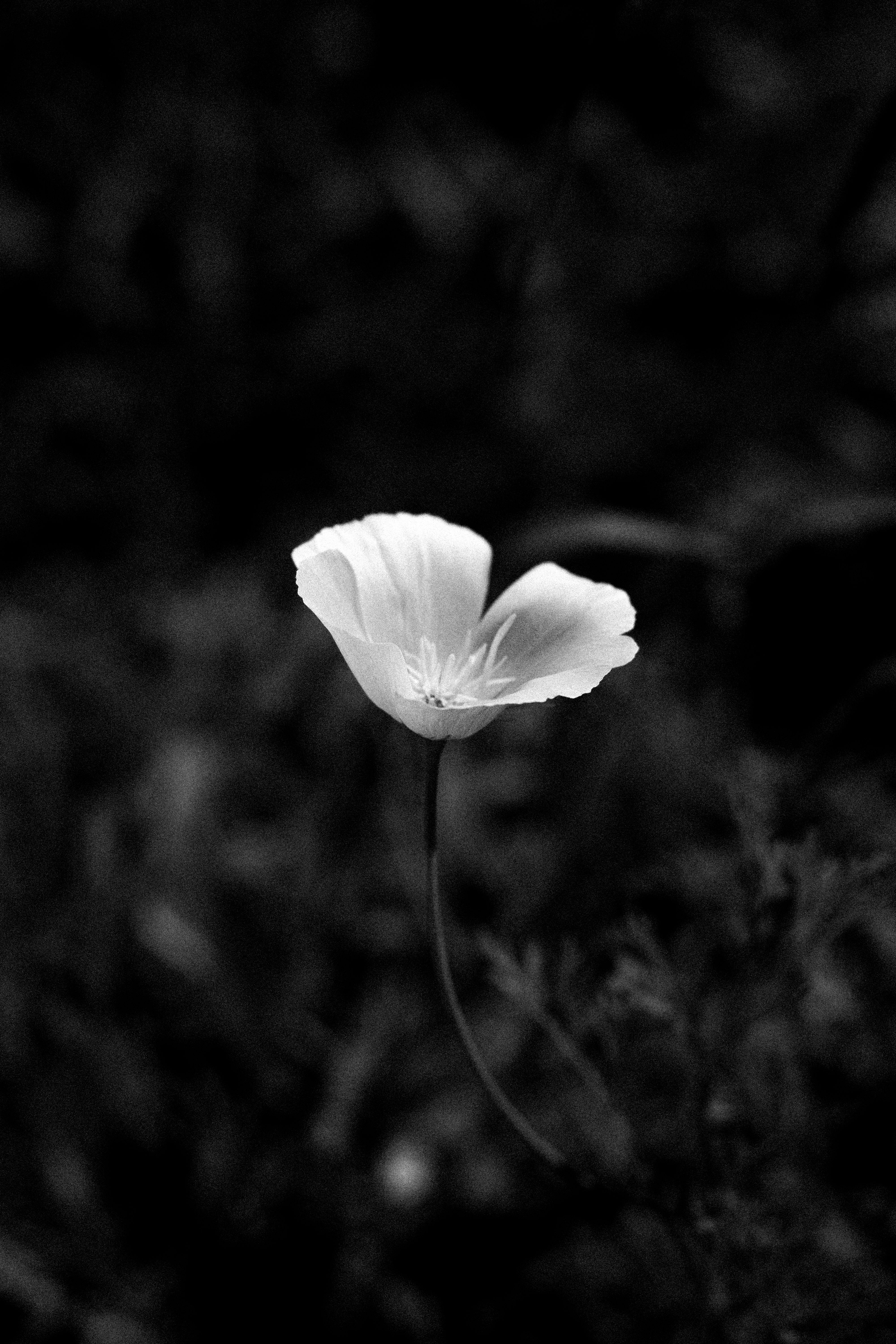 A single white flower captured in black and white, showcasing minimalist beauty.
