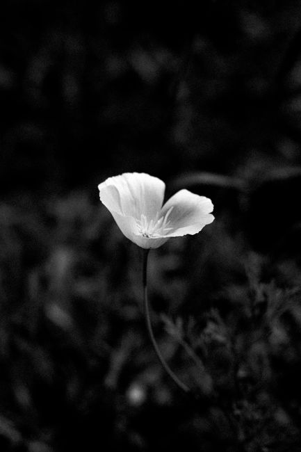 A single white flower captured in black and white, showcasing minimalist beauty.