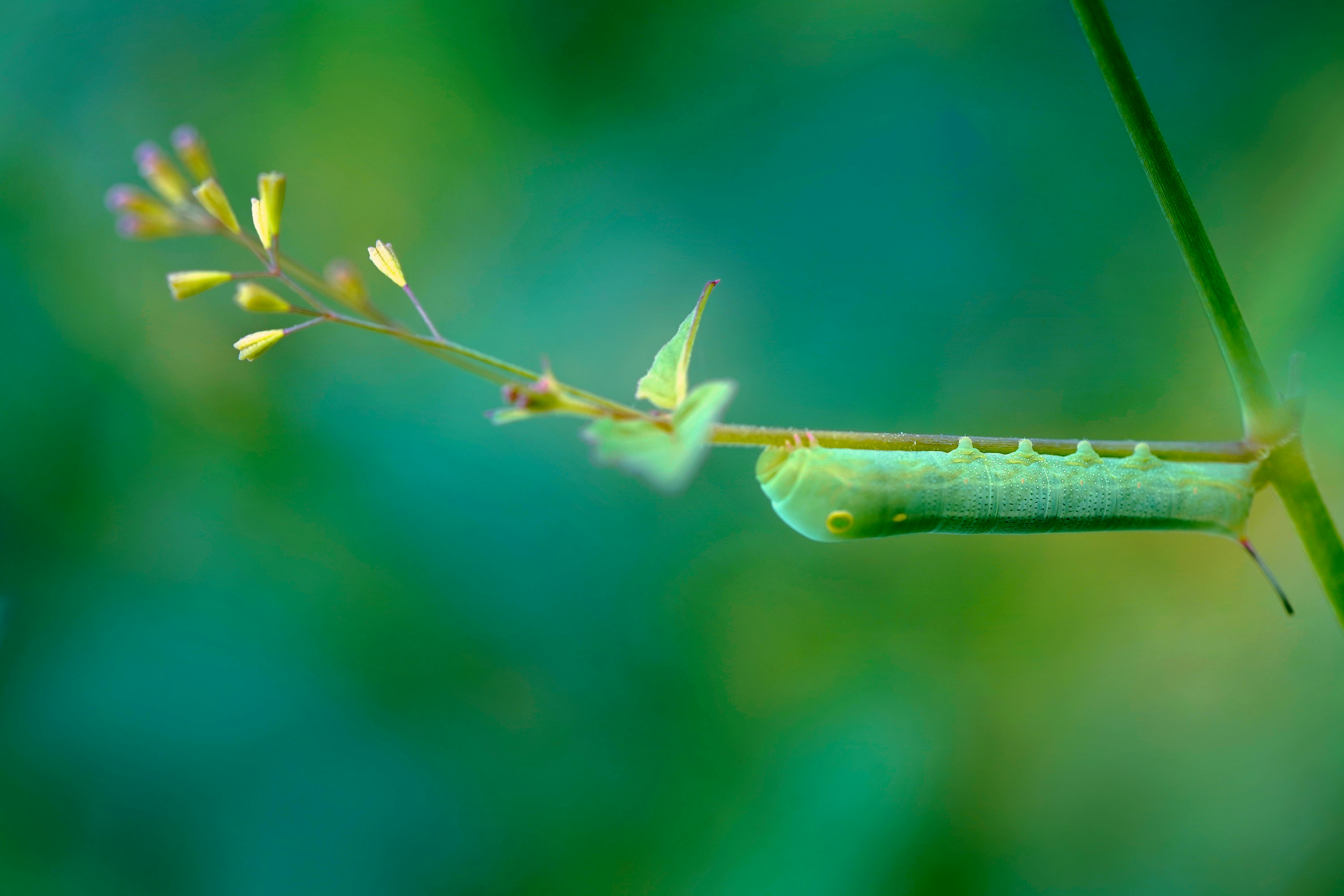 Stop Screwworm | Animal and Plant Health Inspection Service — Photo by Ankit Rainloure on Pexels