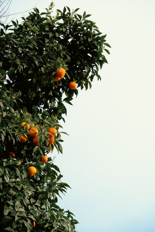 Free A vibrant orange tree laden with fruit under a clear blue sky, perfect for nature themes. Stock Photo