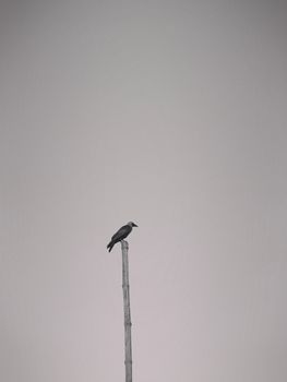 crow photo