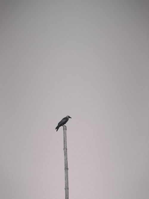 Free A solitary crow perched on a high wooden post with a plain grey background, symbolizing solitude. Stock Photo
