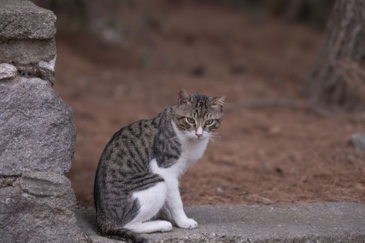 A serene tabby cat sits by a stone wall in İzmir, Türkiye.