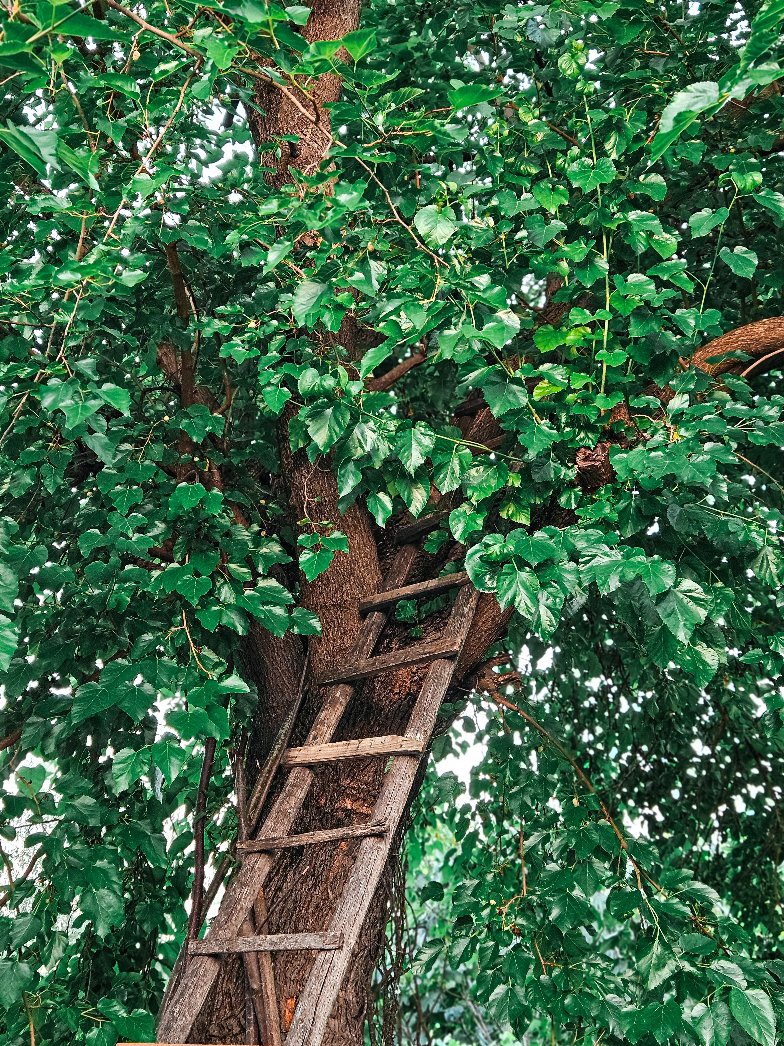 Rustic Ladder on Lush Green Tree Outdoors · Free Stock Photo