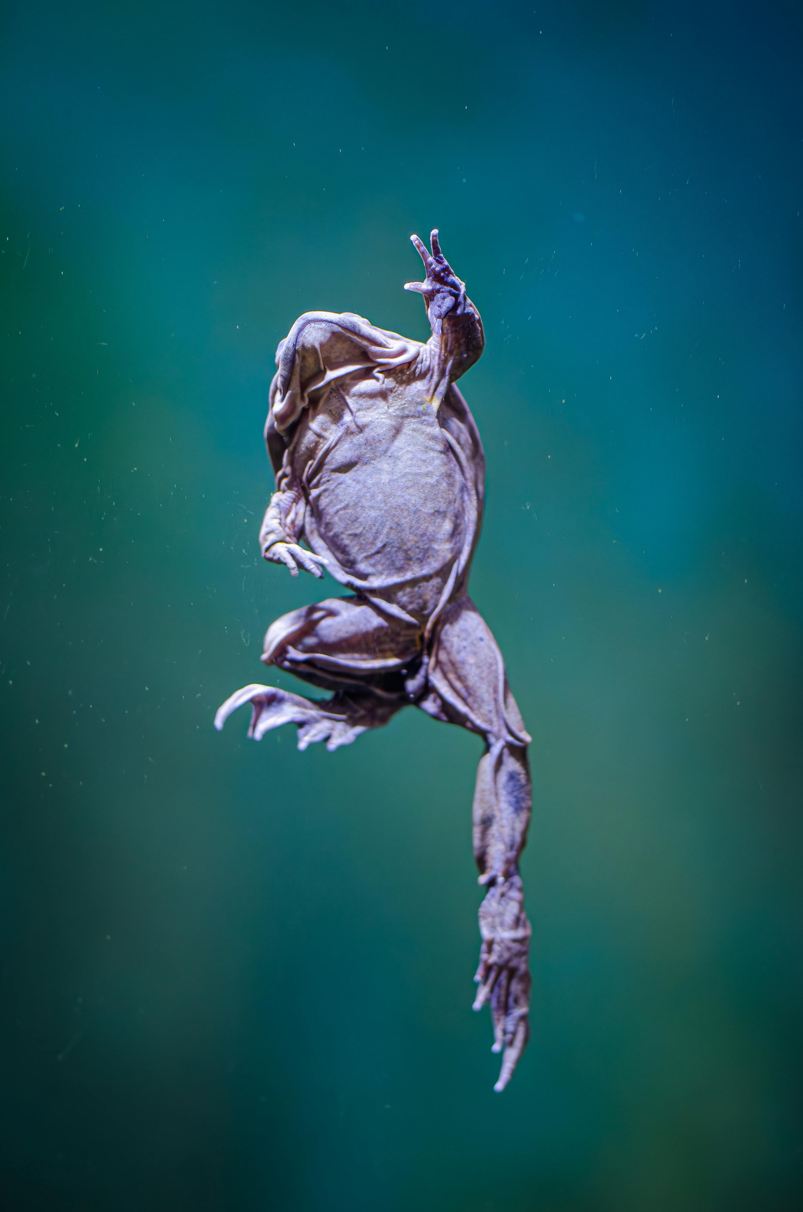 Nlp Bandler Frogs Into Princes