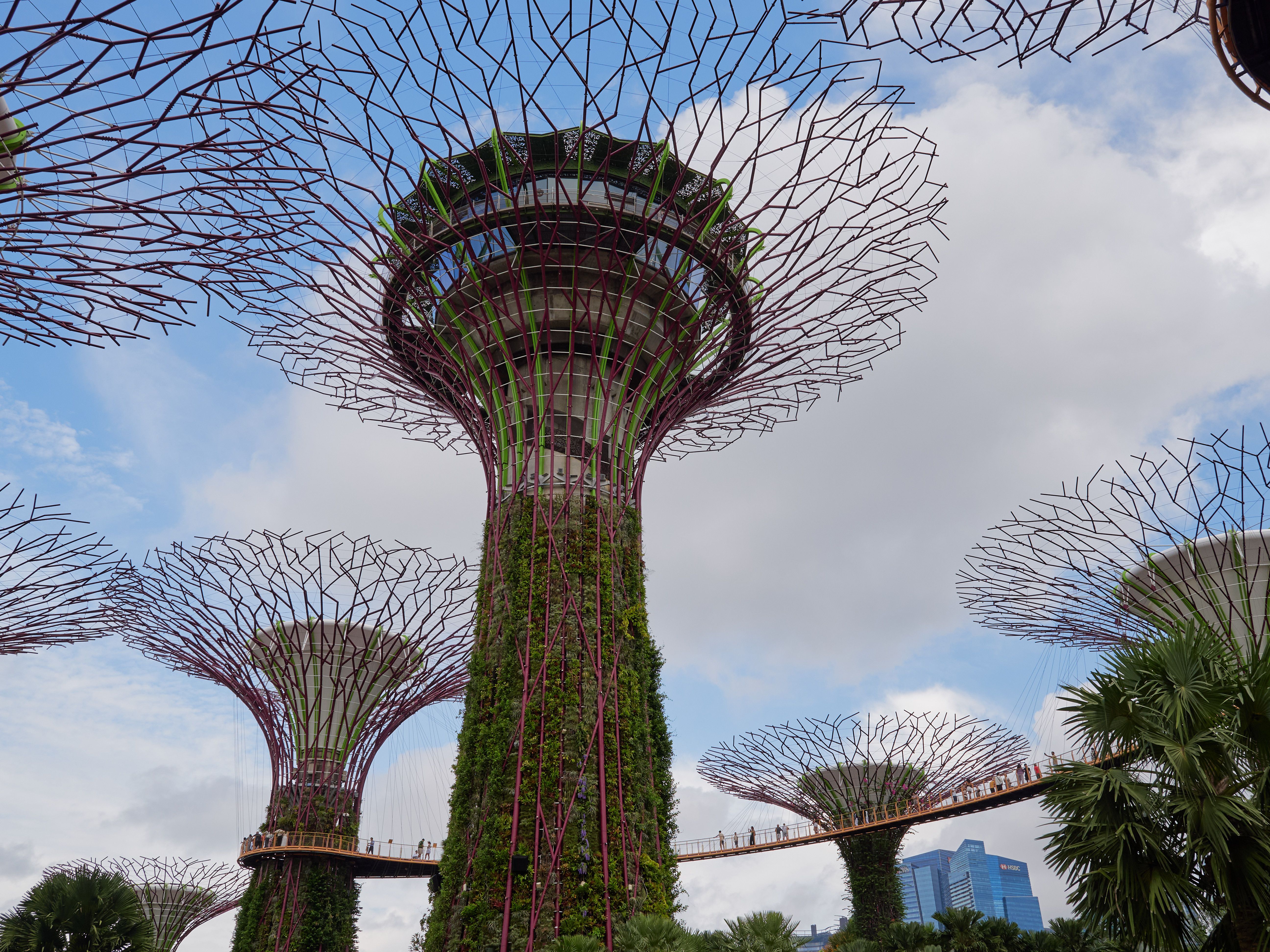 Supertree Grove in Gardens by the Bay in Singapore.