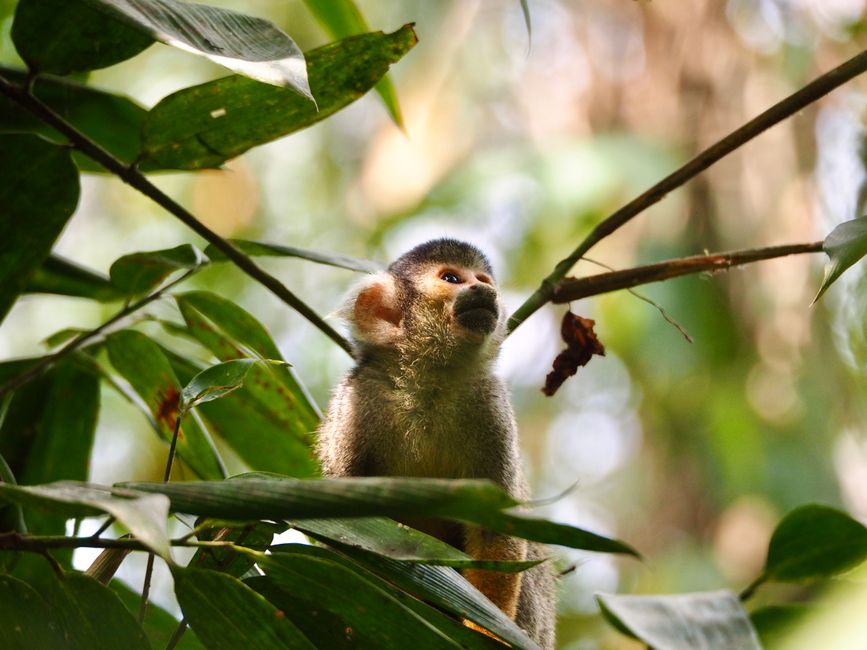 Fotomural Mono ardilla juguetón posado entre exuberantes hojas verdes en la jungla tropical.