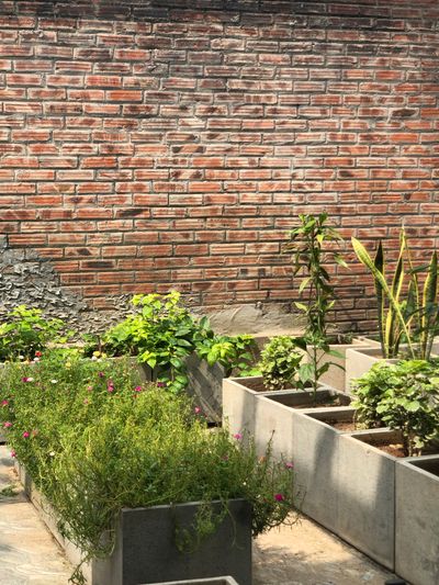 Courtyard plants — photo by Nấm Mèo on Pexels