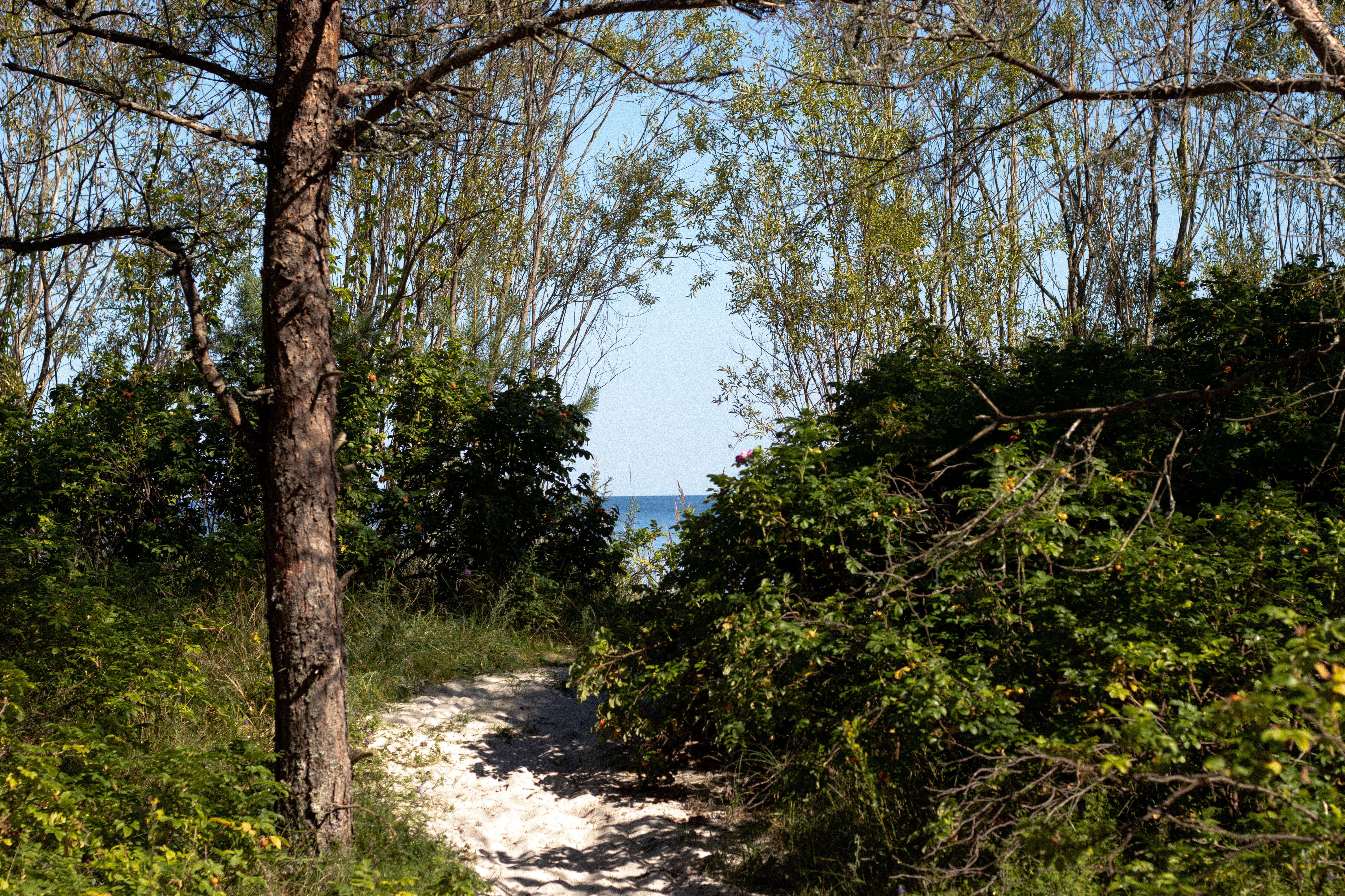 Scenic hiking trail
