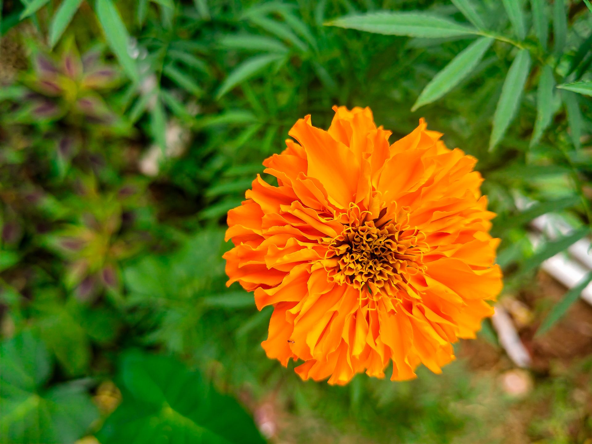 Close-up of a vibrant marigold flower in a garden in Silchar, Assam, India, showcasing vivid colors and natural beauty.