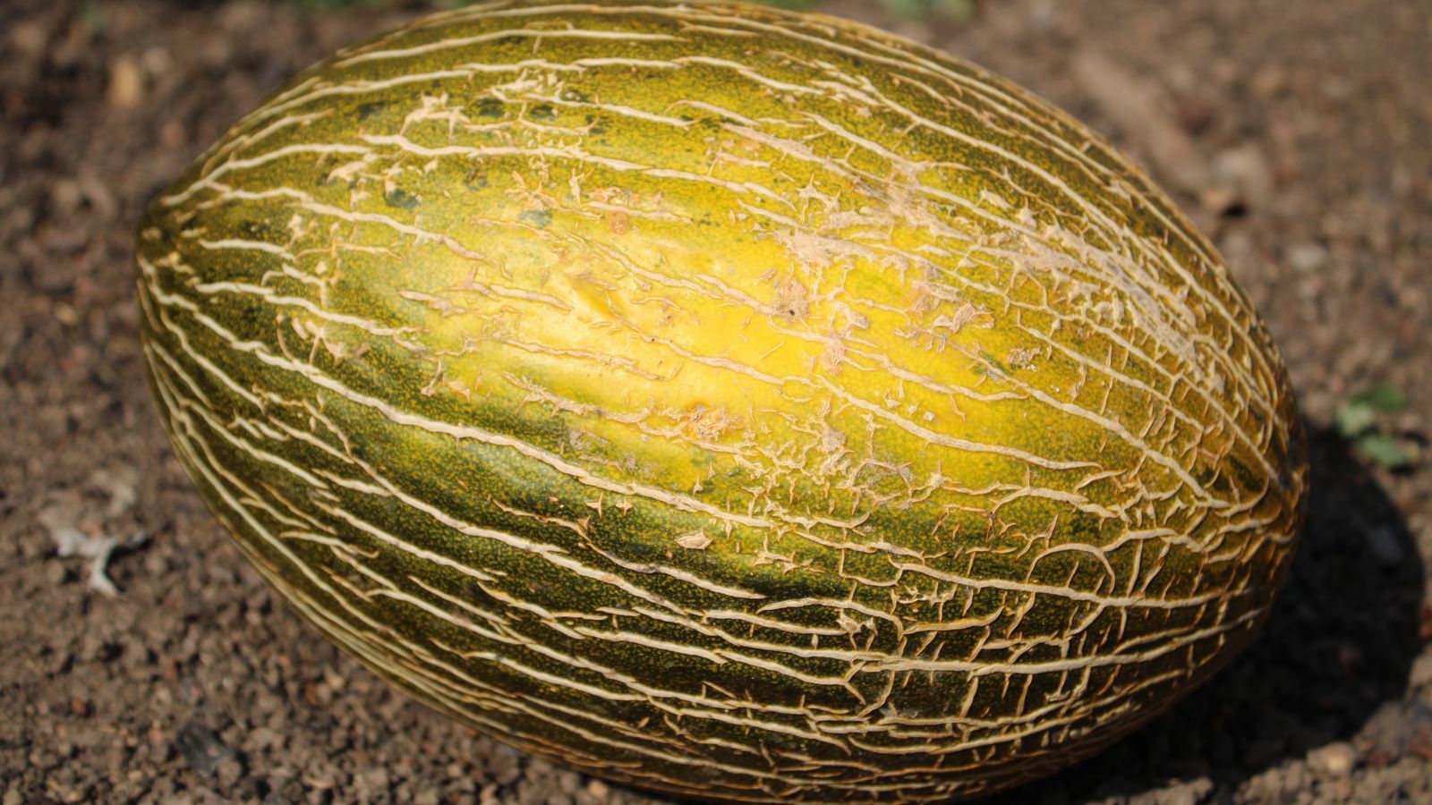 Piel de sapo melon on earthy ground, Liberia