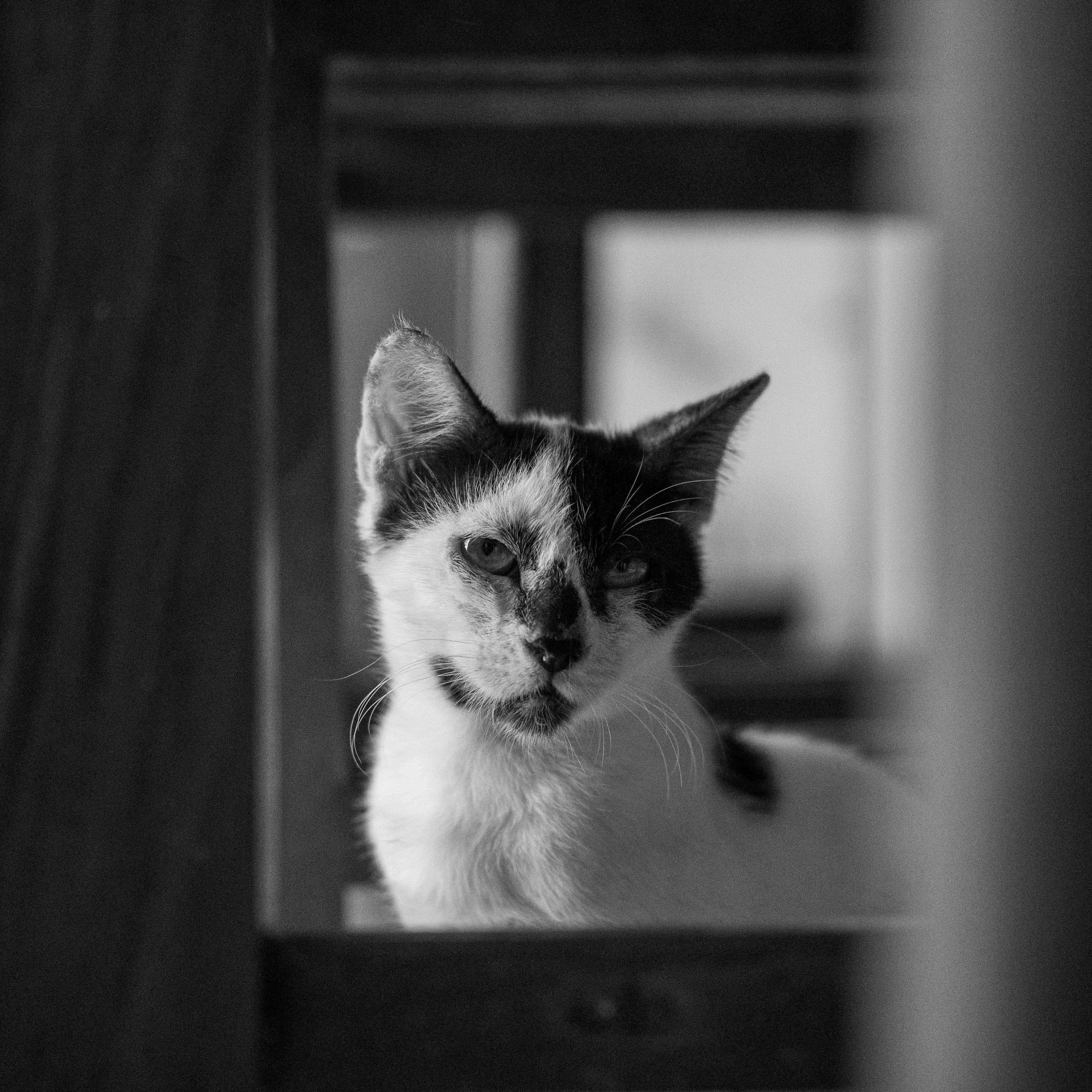 Charming close-up of a black and white kitten in a monochrome setting, showcasing its playful and inquisitive nature.