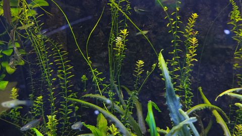 Aquarium-Heizstab auswählen: Leistung, Sicherheit und richtige Montage