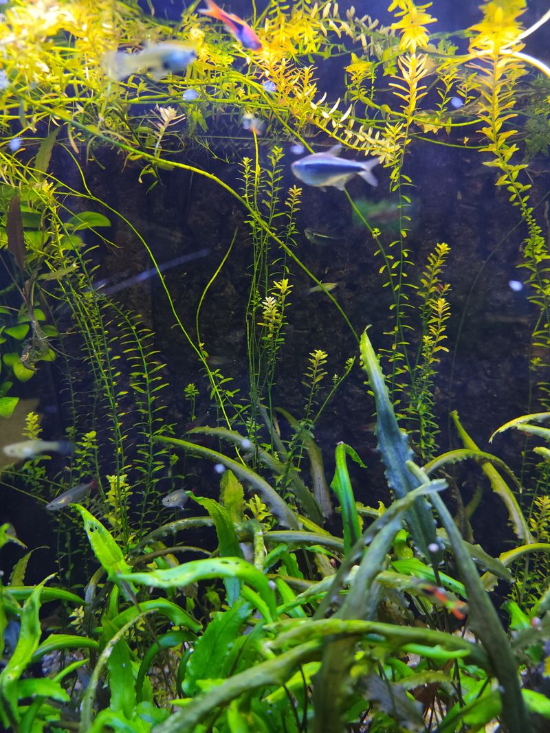 Vibrant underwater scene in an aquarium filled with lush aquatic plants and small fish.