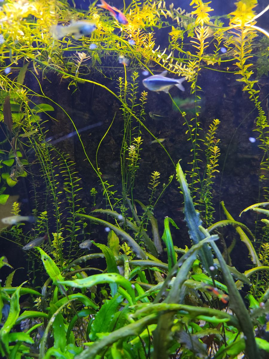 Dense aquatic plant growth in a freshwater tank