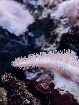 Detailed view of coral reef showcasing marine life and vibrant underwater textures.