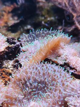 Detailed close-up of colorful coral reef with vibrant marine hues underwater.
