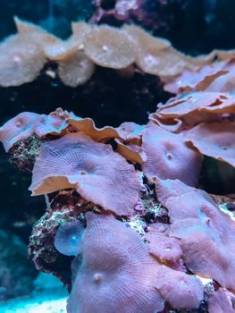 Underwater close-up of vibrant pink corals on a reef, showcasing marine beauty.