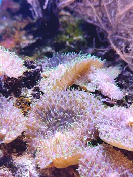 Colorful coral reef showcasing vibrant sea anemones in a natural habitat.