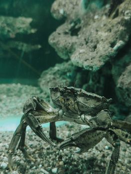 Detailed underwater photo of a crab in a rocky habitat, showcasing marine wildlife.