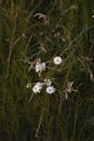 Wild Daisies in a Summer Meadow