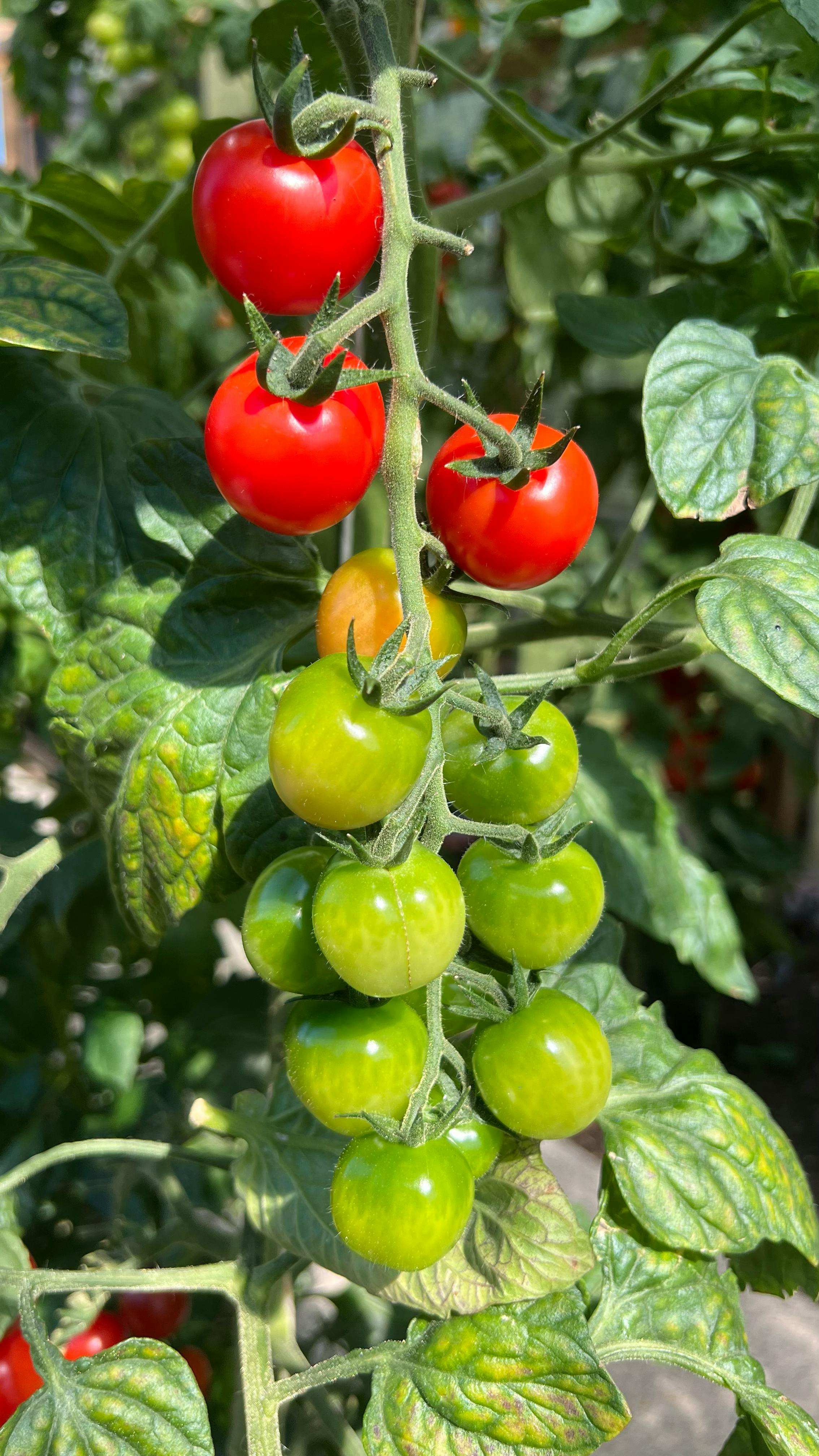 Determinate tomato plant