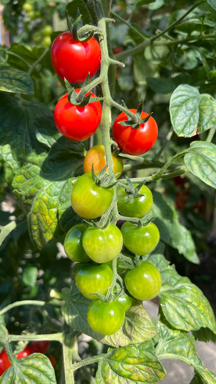Thriving Tomato Plants in Sunlight Healthy ripe tomato plants in a sunny garden