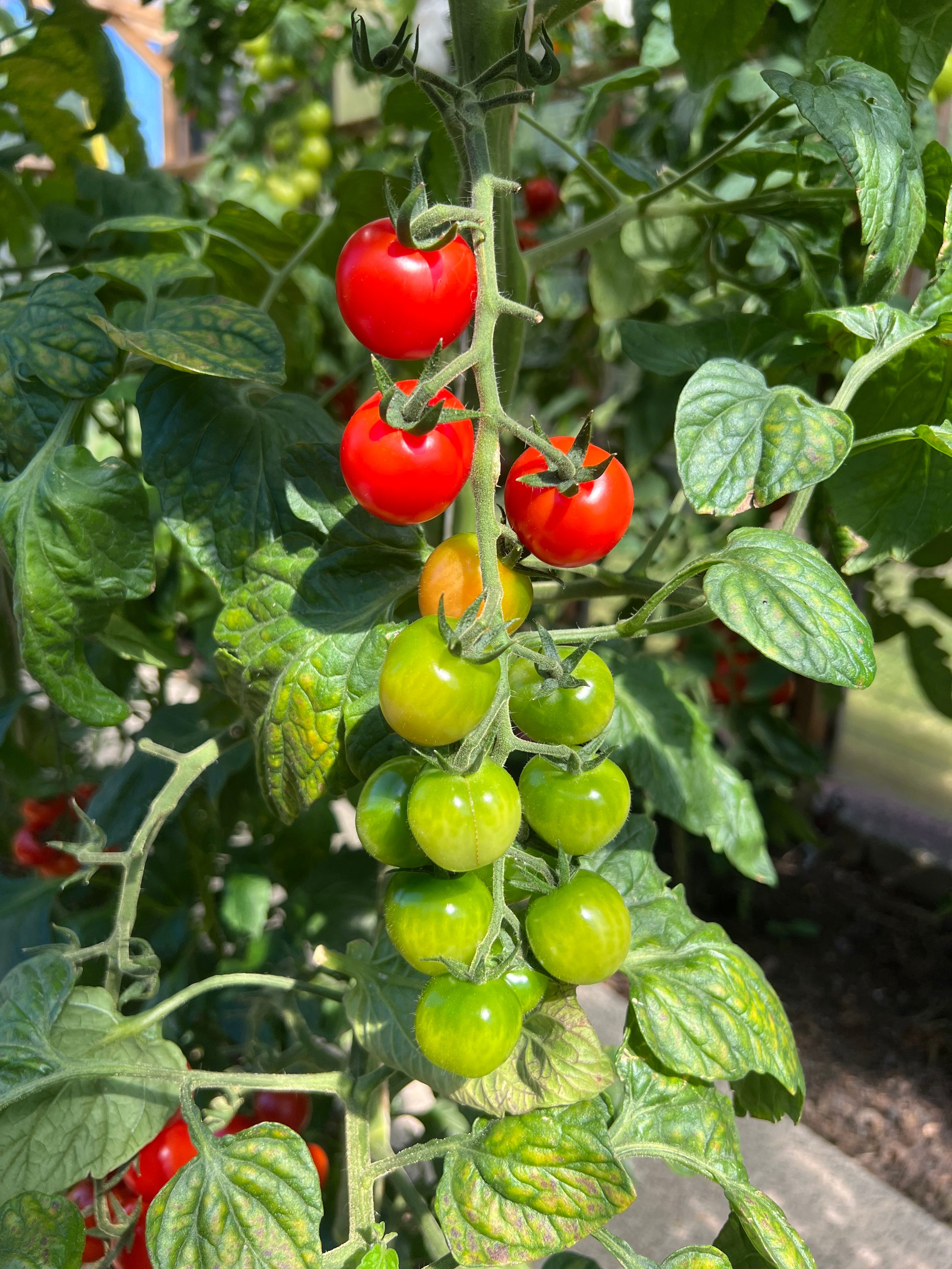 Cherry Tomatoes