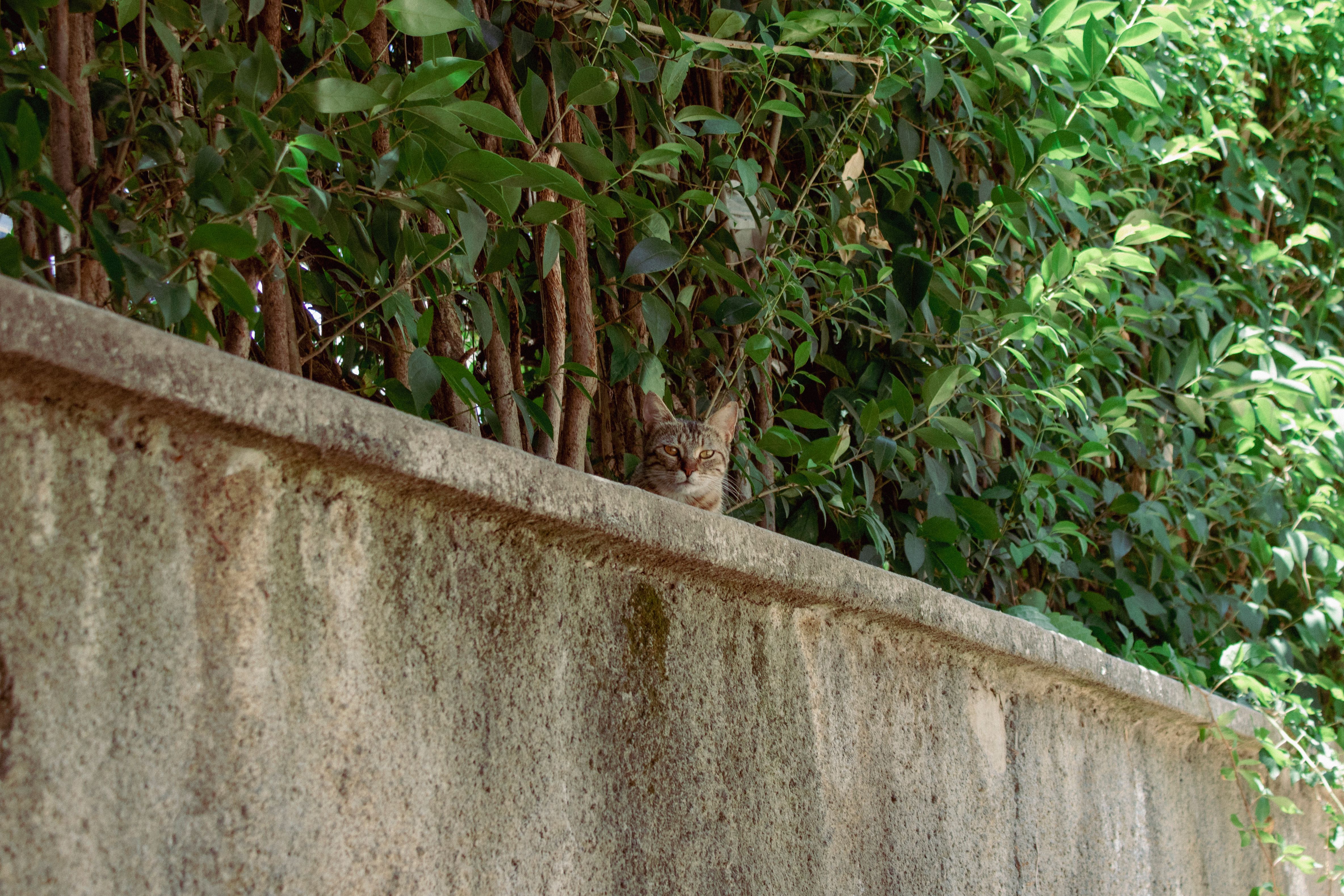 A cat lounges on a garden wall surrounded by lush green vines, creating a serene outdoor scene.