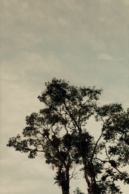 Free Silhouette of tall trees with a clear sky in the background, evoking tranquility. Stock Photo