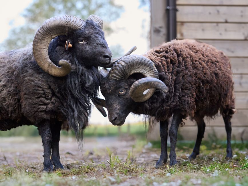 A funny cartoon of a ram wearing a party hat blowing out birthday candles with extreme intensity