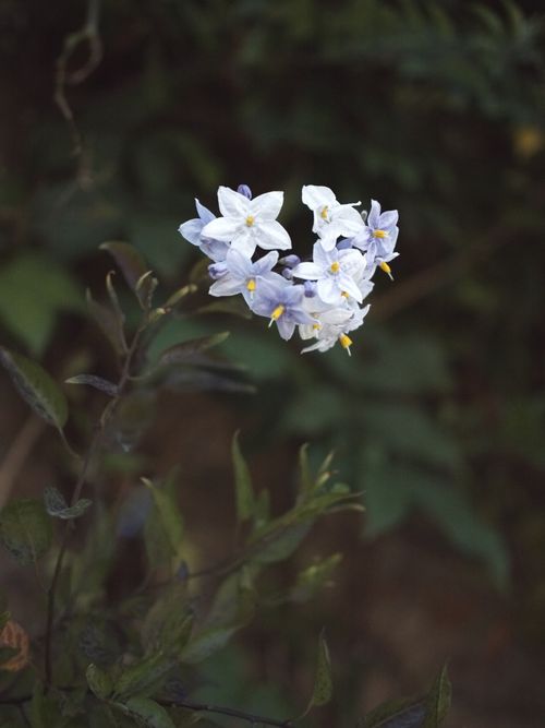 Free A detailed close-up of delicate white Solanum flowers blooming in a natural outdoor setting. Stock Photo