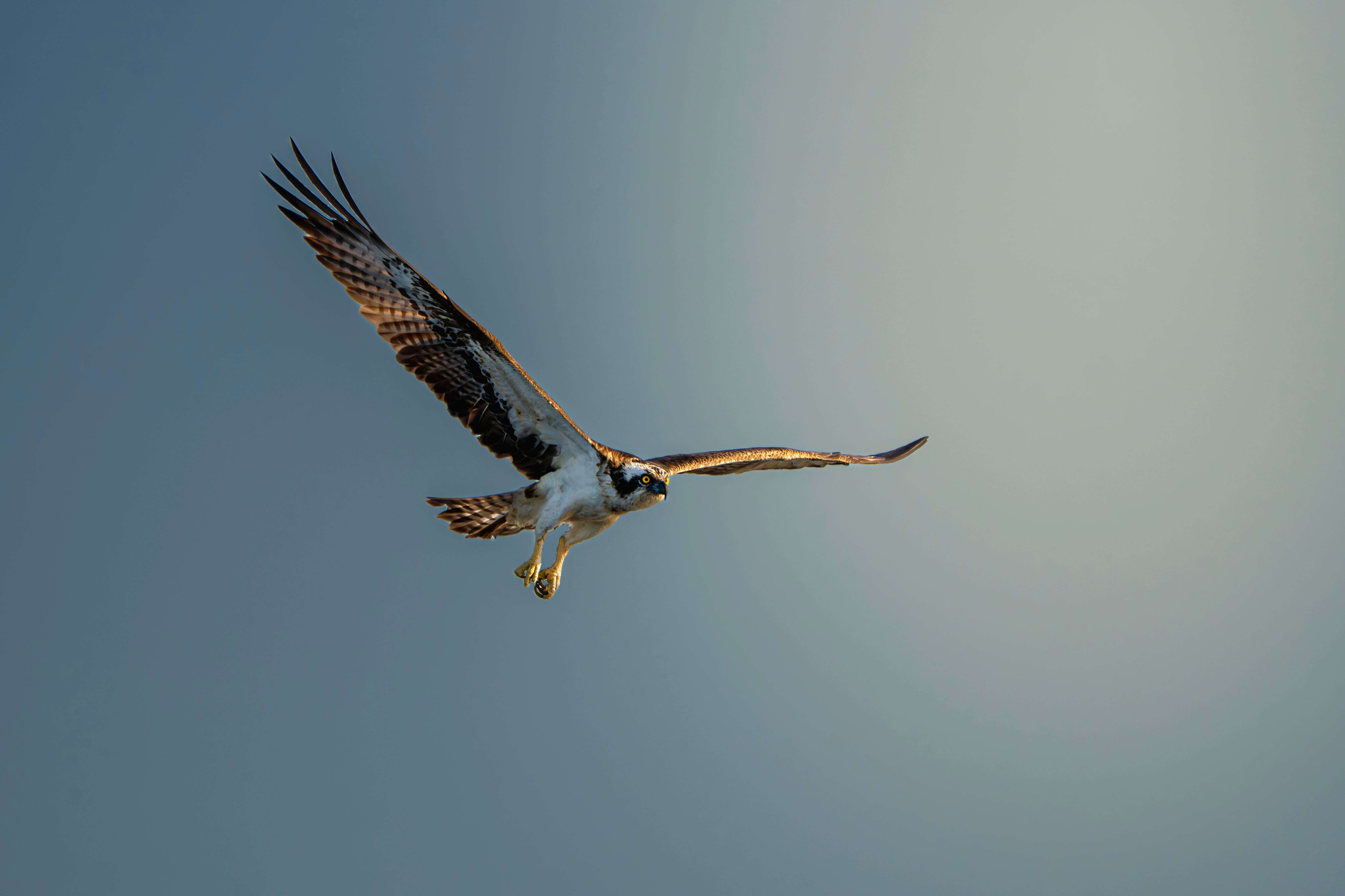Majestic Osprey Soaring in Clear Blue Sky · Free Stock Photo