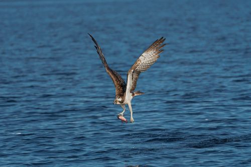 Free An osprey captures a fish in its talons while flying over the ocean, showcasing nature's raw beauty. Stock Photo