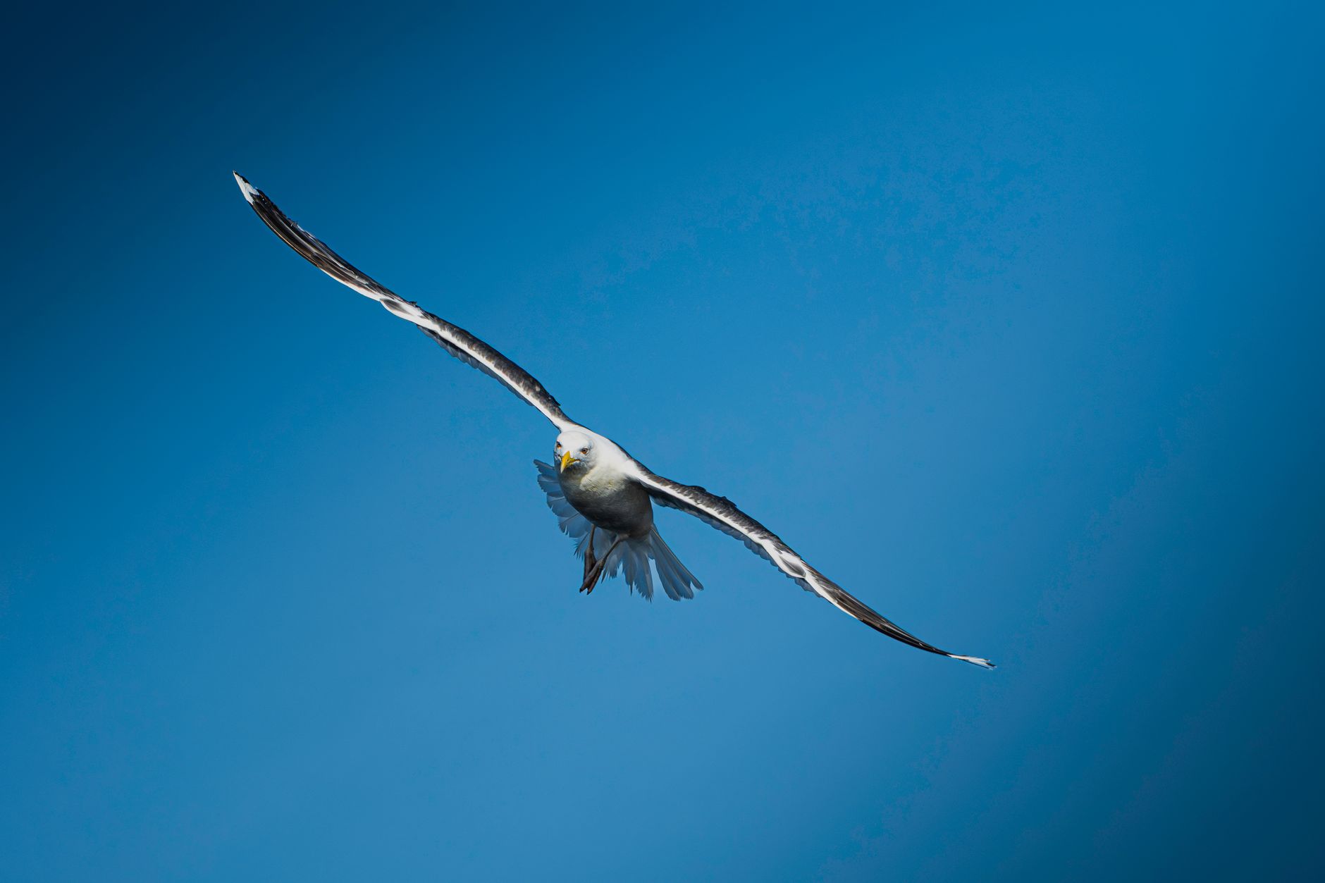 A seagull gliding gracefully in the clear blue sky, showcasing freedom and serenity.