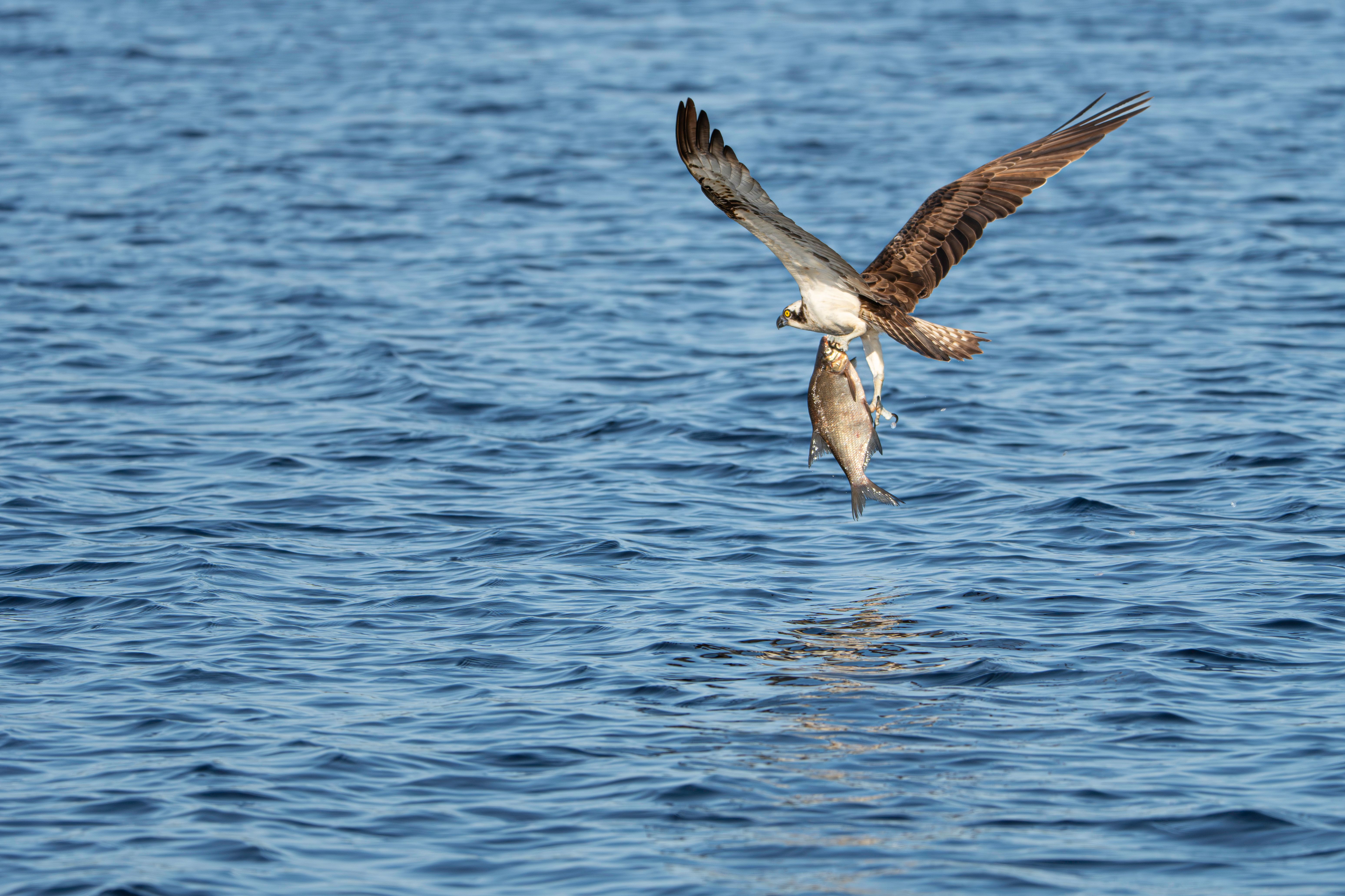 Osprey Catching Fish Mid-flight Over Water · Free Stock Photo