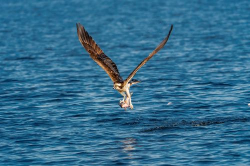 Free Osprey catching fish mid-flight over blue ocean, showcasing nature's dynamic action. Stock Photo