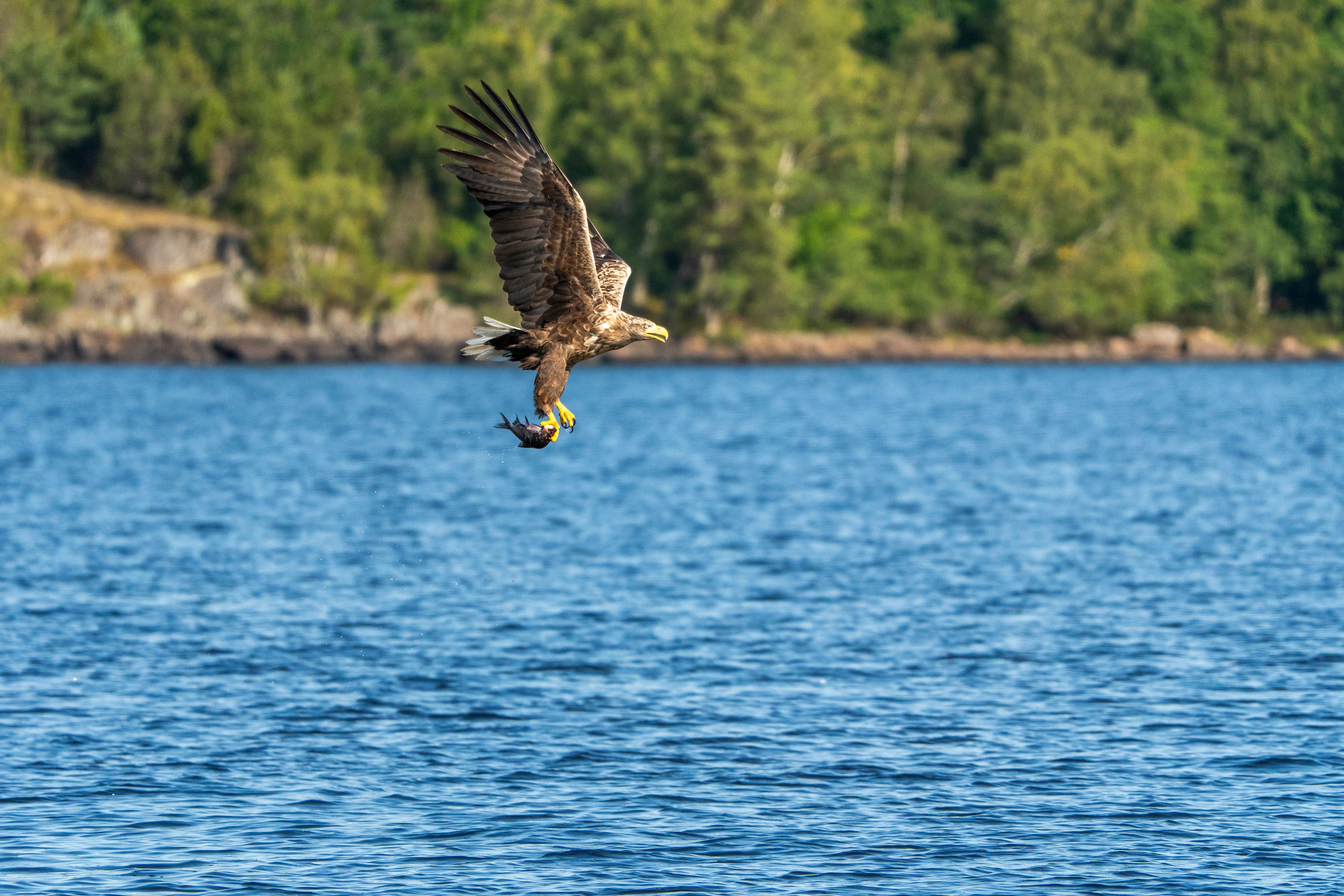 A majestic eagle flies over a tranquil lake with dense forest in the background.